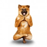 yoga_dogs3